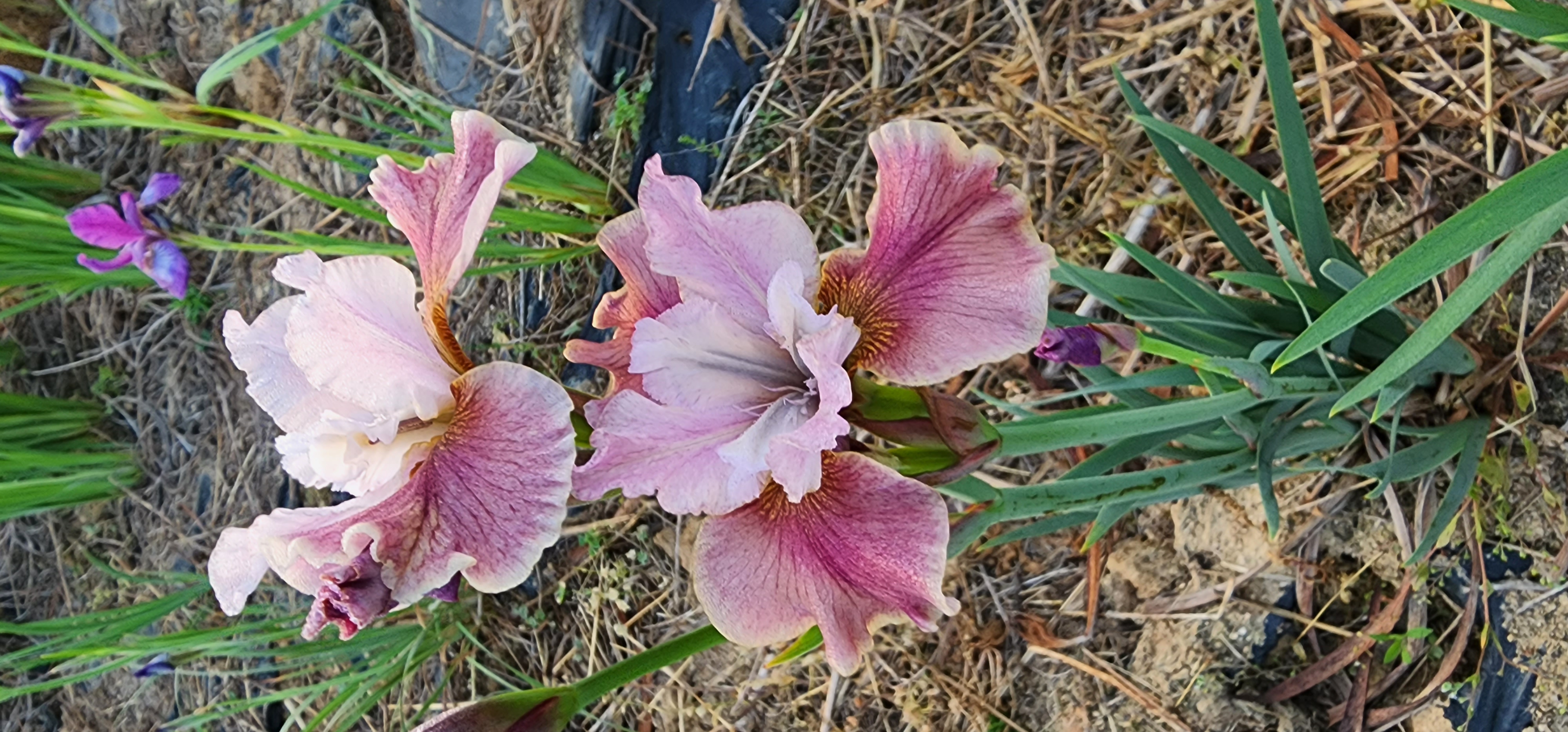 Iris 'URI2022-19'